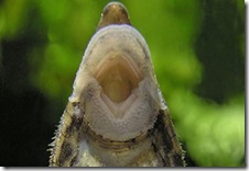 plecostomus plecostomus