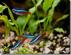 1270761351_86779981_1-neones-peces-molly-negros-cardenales-guppy-rafle-plecostomus-cebras-espada-colido-CERRILLOS-1270761351 1270761351_86779981_1-neones-peces-molly-negros-cardenales-guppy-rafle-plecostomus-cebras-espada-colido-CERRILLOS-1270761351