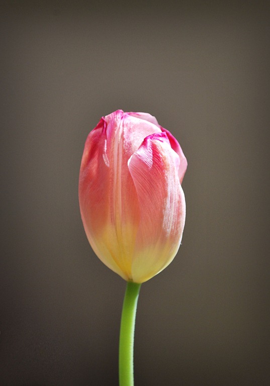 [Tulip[7].jpg]