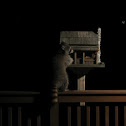 Common Raccoon