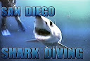 Mikey's 2001 Shark Dive