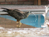 IMG_0693.JPG