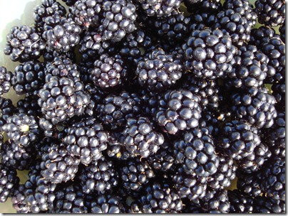 Beeren 009