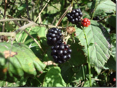 Beeren 014