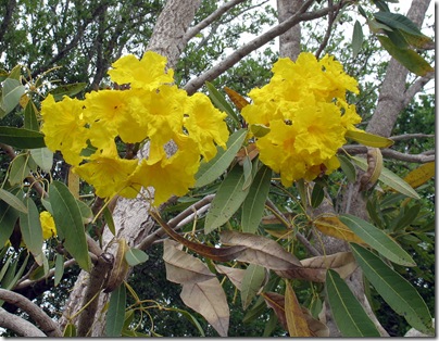 4-15 Yellow flower tree