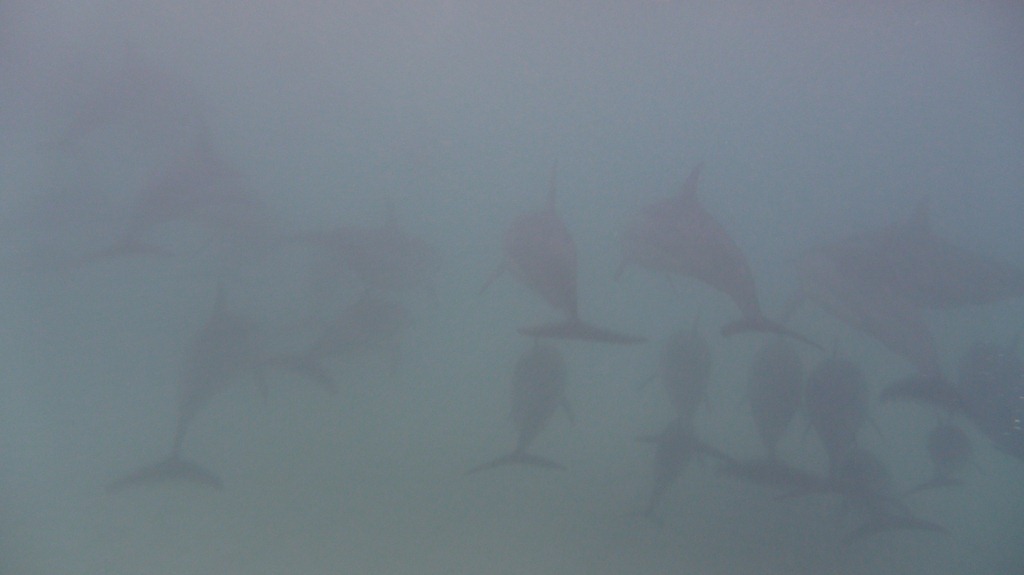 [Dolphin Day Work (22)[5].jpg]