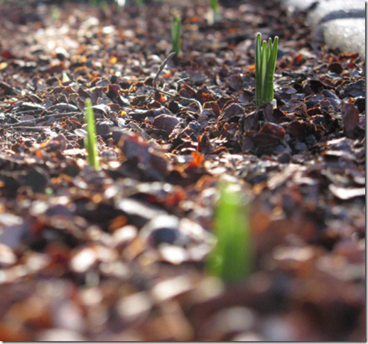 mulch mulch