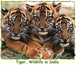 [tiger-wildlife-india[4].jpg]