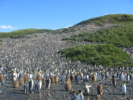 penguin herd