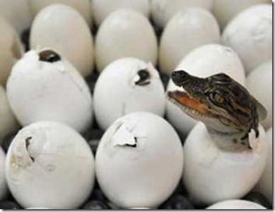 crocodiles