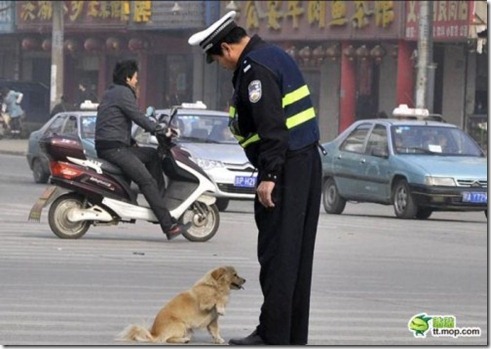 Karena Melanggar, Anjing ini meyerahkan diri kepolisi