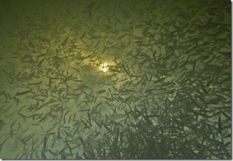 Russia Fish