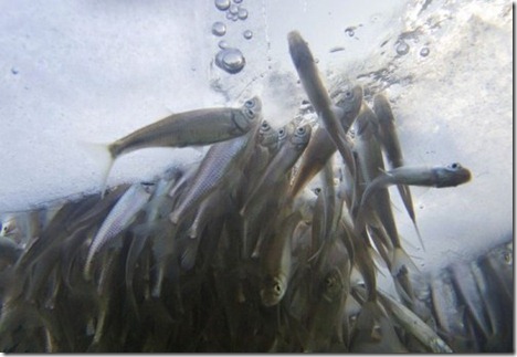 Russia Fish