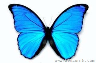kupu2cyan