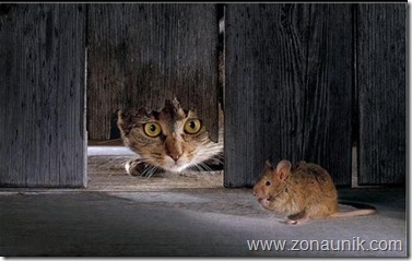 Mice-And-Cats-2
