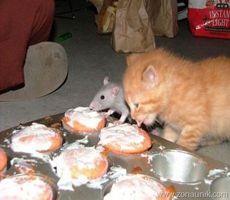 [Mice-And-Cats-8[5].jpg]