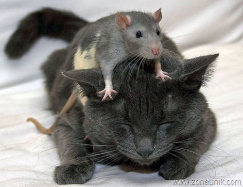 [Mice-And-Cats-5[5].jpg]