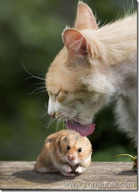 Mice-And-Cats-15