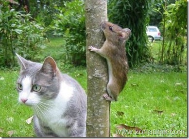 Mice-And-Cats-11