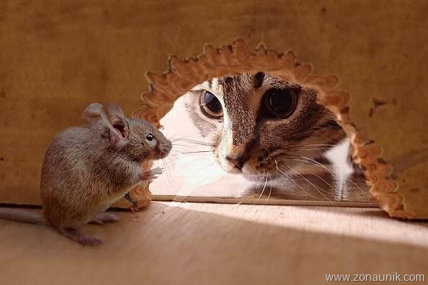 [Mice-And-Cats-13[6].jpg]