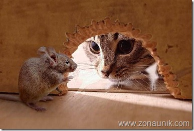 Mice-And-Cats-13