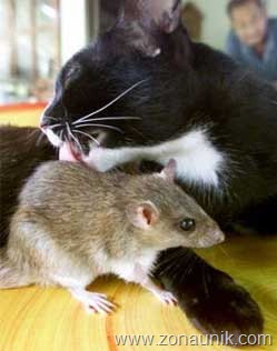 [Mice-And-Cats-14[7].jpg]
