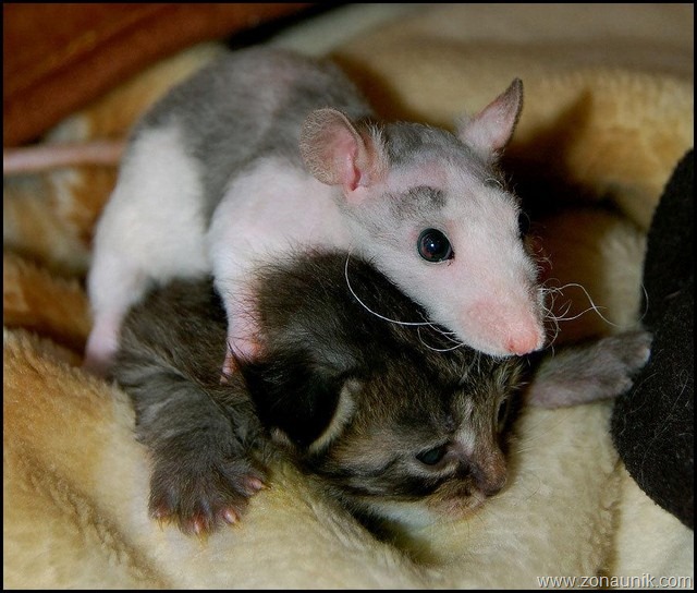 [Mice-And-Cats-18[5].jpg]
