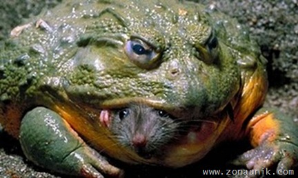 kodok-makan-tikus