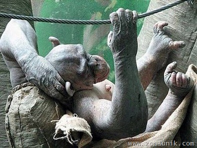bald_monkey_02