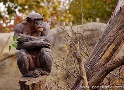 bald_monkey_04