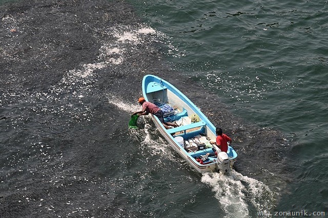 [Ikan terdampar (5)[2].jpg]