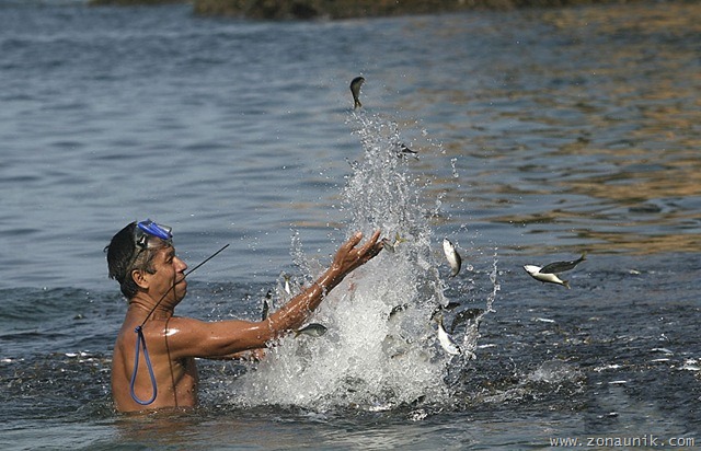 [Ikan terdampar (2)[2].jpg]