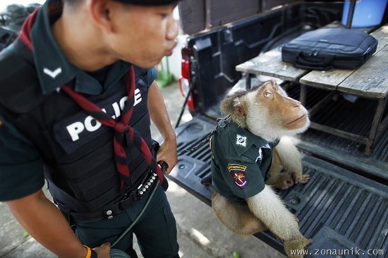 [Polisi-Monyet-22.jpg]
