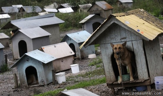 [Perumahan Anjing (4)[2].jpg]