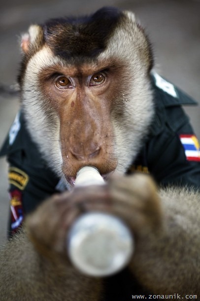 [Polisi-Monyet-83.jpg]