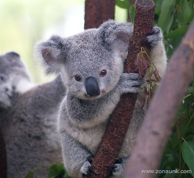 [Cutest_Koala[3].jpg]