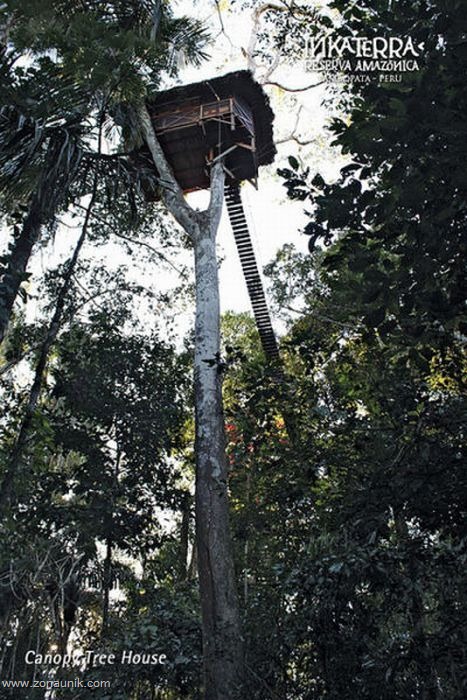 [Rumah-pohon-162.jpg]