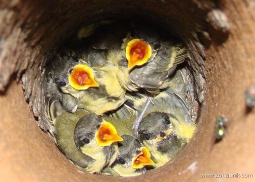 Burung dalam lubang (5)