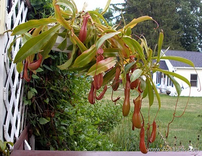[20080813Nepenthes[4].jpg]