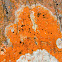 orange lichen