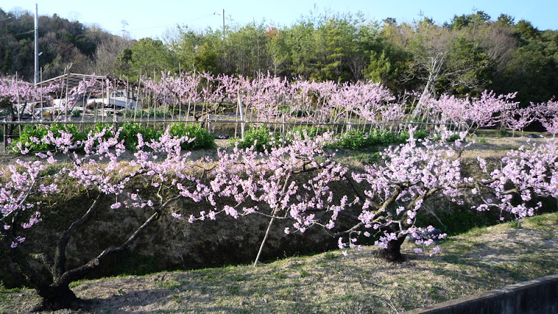 岡山, Okayama, 桃, melocotón, melocotonero, peach, 花見, hanami