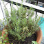 Rosemary
