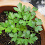 Italian Parsley