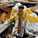 Eastern Amberwing