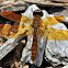 Eastern Amberwing