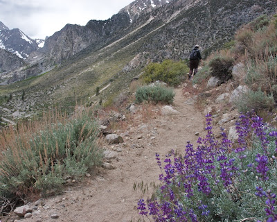 big pine lupine