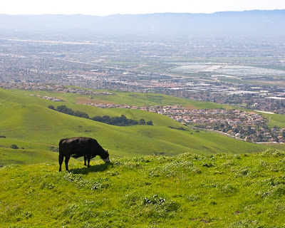 East Bay Hills