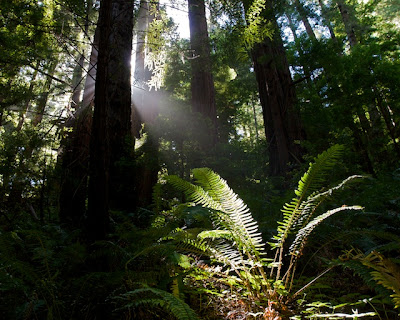 Butano Redwoods