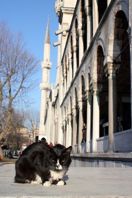 Фото-заметки стамбульского кота