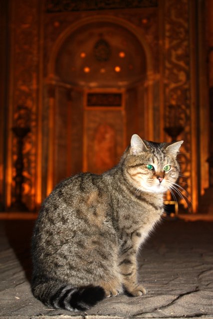 Фото-заметки стамбульского кота